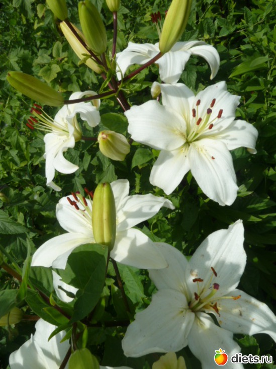 10 фото: мой сад