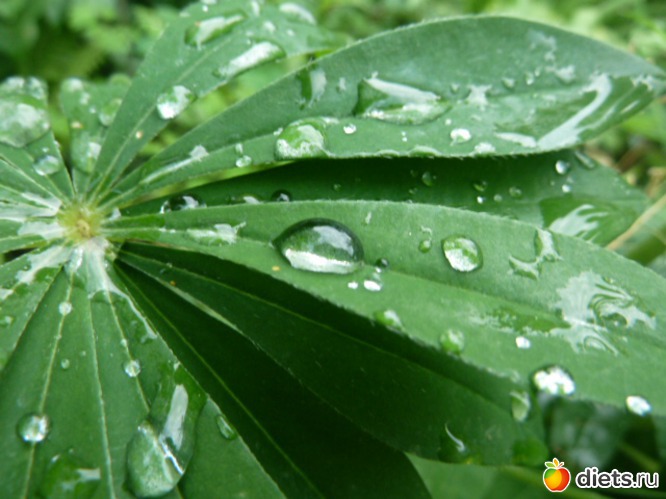 12 ����: ��� ���