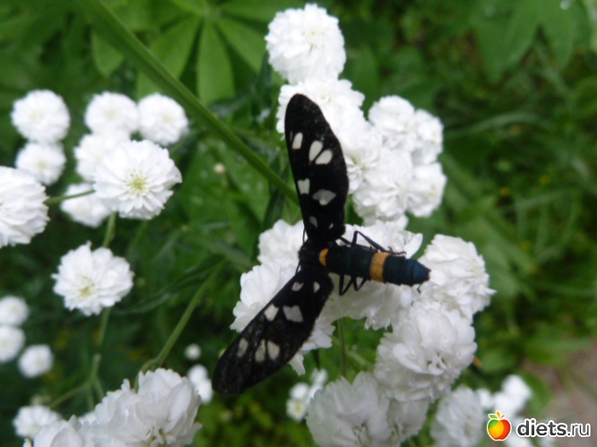 13 ����: ��� ���