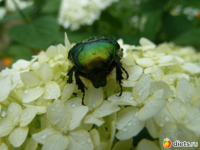 14 ����: ��� ���