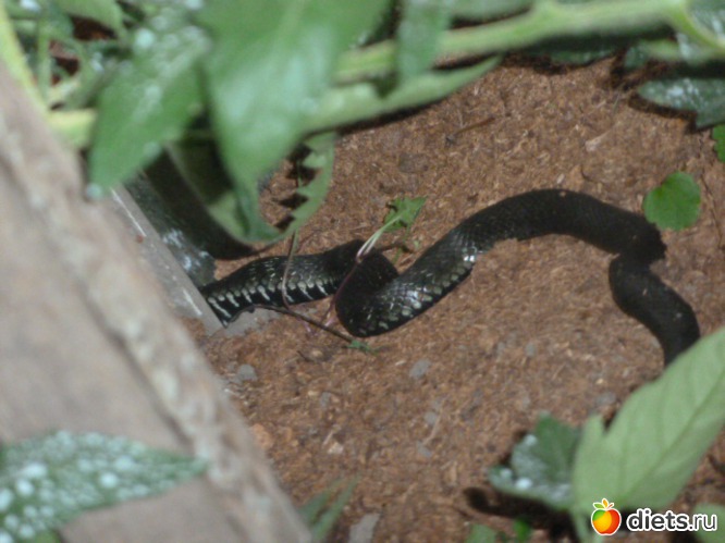 15 ����: ��� ���