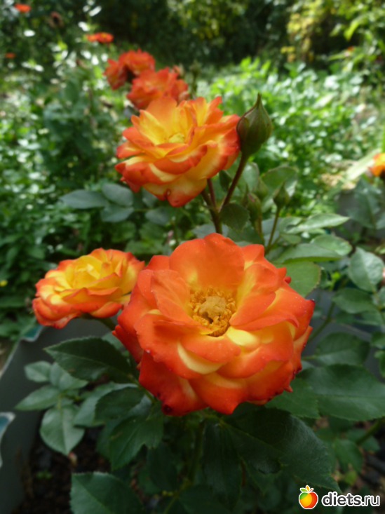 1 ����: ��� ���