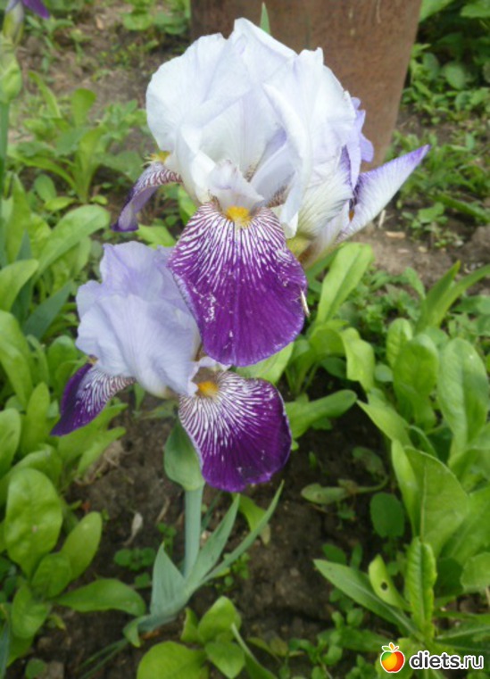 31 ����: ��� ���