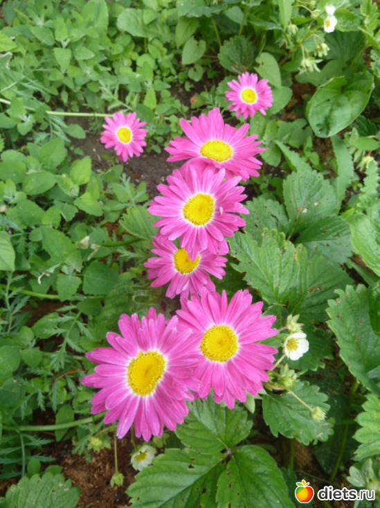 32 ����: ��� ���