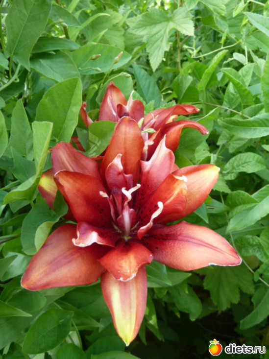 35 ����: ��� ���