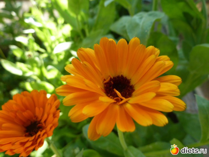 36 ����: ��� ���