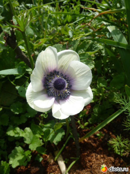 37 ����: ��� ���