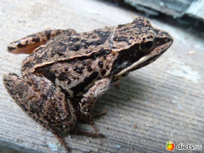 38 ����: ��� ���