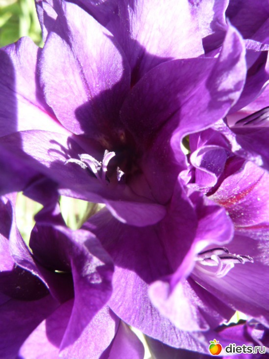 39 ����: ��� ���