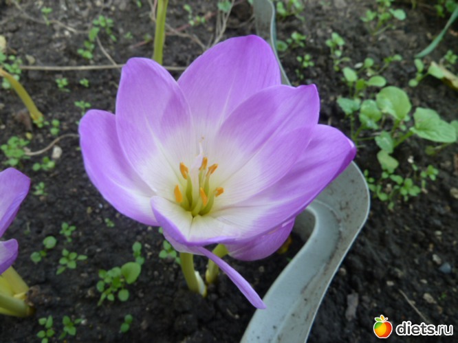 40 фото: мой сад