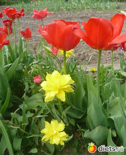 17 ����: ��� ���