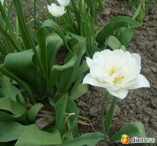 19 фото: мой сад