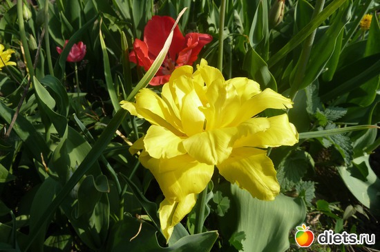 21 фото: мой сад