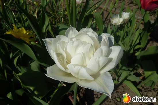 23 ����: ��� ���