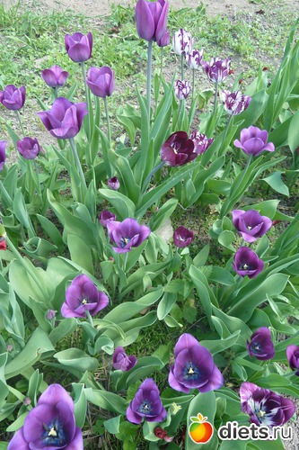 24 ����: ��� ���