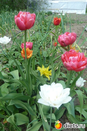 25 ����: ��� ���