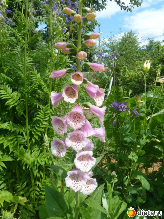 26 ����: ��� ���