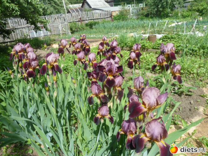 28 фото: мой сад