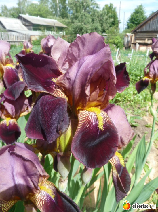 29 ����: ��� ���