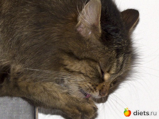 60 фото: кошки