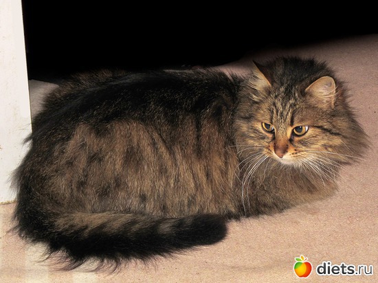 61 фото: кошки