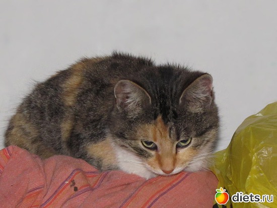 65 фото: кошки