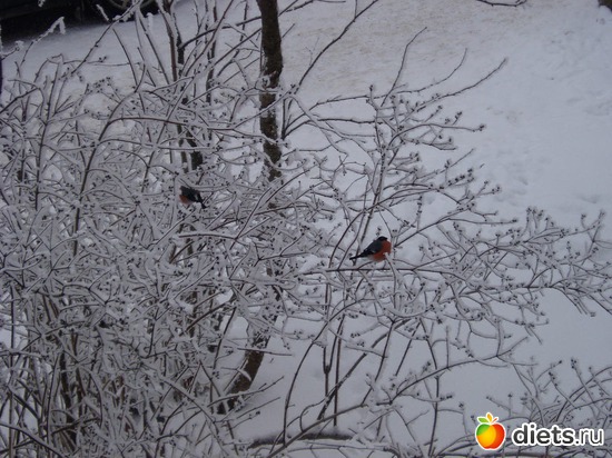 �������, ������: ������ �������