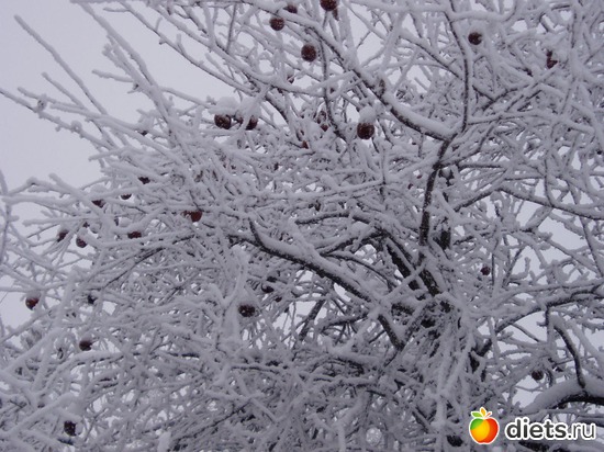 ������ �� �����, ������: ������ �������