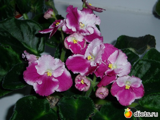 2 ����: ������