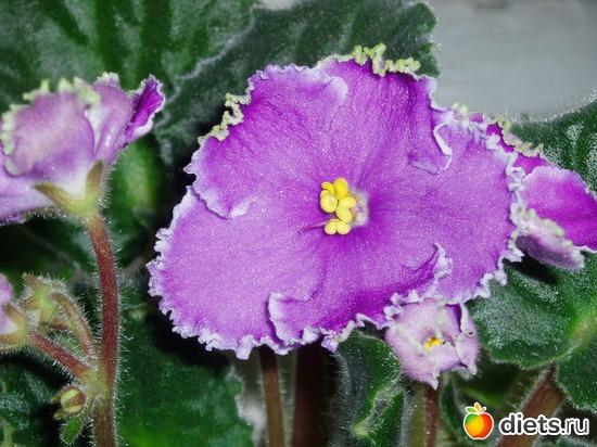 4 ����: ������