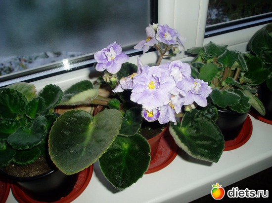 5 ����: ������