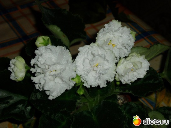 7 фото: фиалки