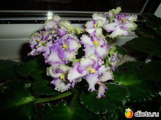 12 ����: ������