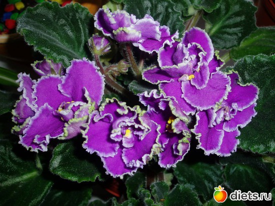 13 ����: ������