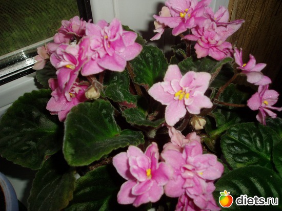 15 ����: ������