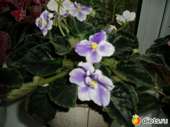 16 ����: ������