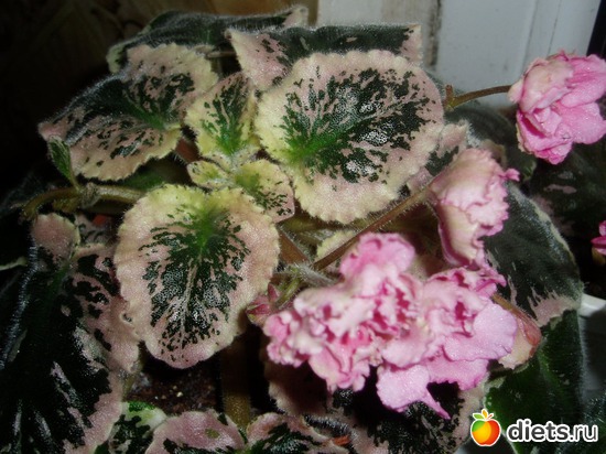 17 ����: ������