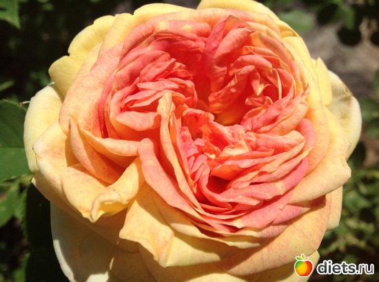 1 фото: Мои розы.