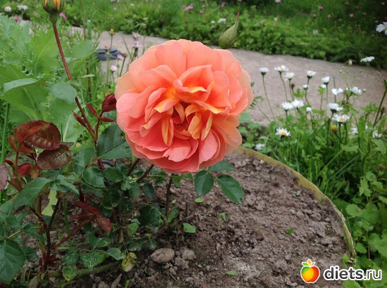 2 ����: ��� ����.