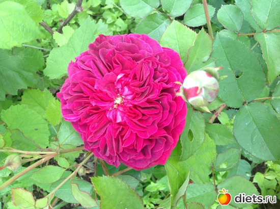 3 фото: Мои розы.