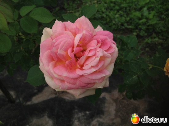 4 ����: ��� ����.