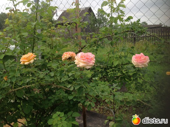 6 ����: ��� ����.