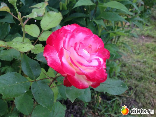 7 фото: Мои розы.