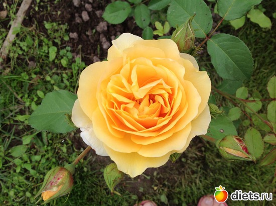 8 фото: Мои розы.