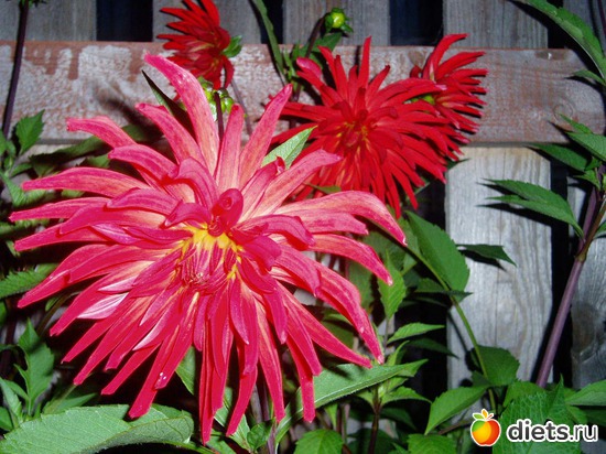 6 фото: Мои георгины