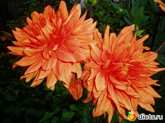 10 фото: Мои георгины