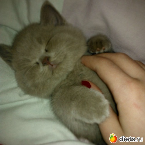 ������ 1,5 ������, 1-� ������ � ����� �����, ������: ��� �����