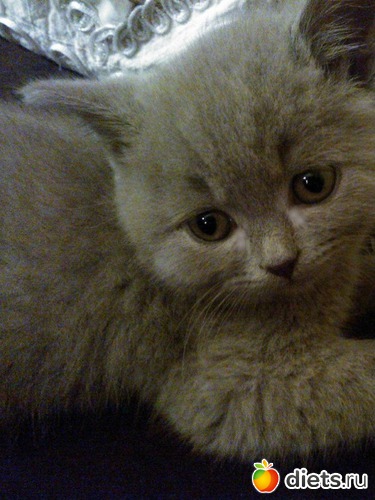 �������� � �������� ����������), ������: ��� �����