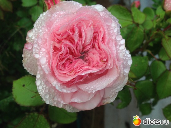 12 ����: ��� ����.