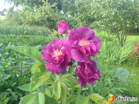 15 ����: ��� ����.